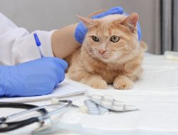 Cara Menjadi Dokter Hewan Laris, Pet Lovers Kumpul!